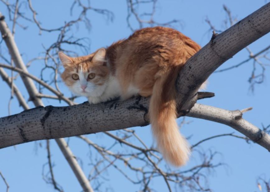 Cat-in-Tree-Photo.jpg